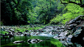 Frogs generally stay in humid and warm regions of low and medium altitude, such as Cijiawan Creek in SPNP