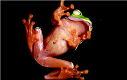 Rhacophorus aurant i vent r is has the striking orange abdomen