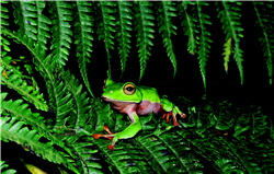 Rhacophorus aurantiventris like living in hidden place