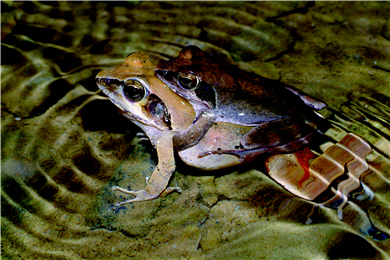 Mating of Pseudoamolops sauteri