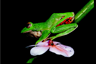 Rhacophorus moltrechti reveals the red str iped underpants