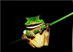 Rhacophorus taipeianus