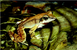 Pseudoamolops sauteri