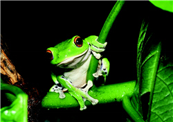 Rhacophorus moltrechti