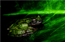 Kurixalus eiffingeri 