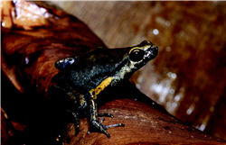 Micryletta steinegeri 