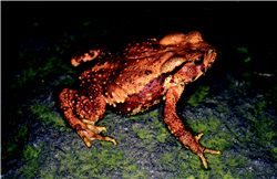 Bufo bankorensis