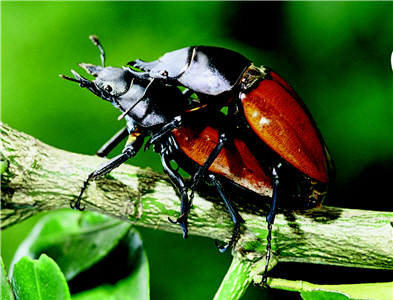 Neolucanus swinhoei in copulation. (by Chao Huang, provided by YMSNP)