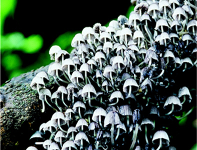 Different scenes are in display by turns on the stage of the Nature with every season unfolded. (by Huei-ting Chen, provided by YMSNP)