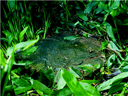 A plate covers a coffin that holds the dead vertically underground. (by Chin-wen Wang)