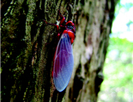 The eclosion behavior of Huechys sanguinea. (by Da-cing Jhou, provided by KTNP)
