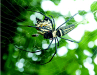 Nephila pilipes (by Chinwen Wang)