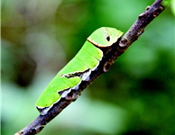The larva of Papilio polytes pasikrates. (by Chin-wen Wang)