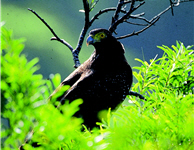 Spilornis cheela (by Jin-rong Syu, provided by KTNP)