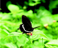 Papilio polytes pasikrates (by Chin-wen Wang)
