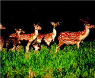 The population of Cervus Nippon taiouanus Blyth is recovering. (by Chia-huang Lu, provided by KTNP)