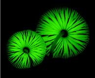 Mycena chlorophos appeared after rainy night in summer.(by Da-cing Jhou, provided by KTNP)