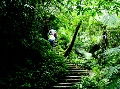 Along the forest trail is shadowed with trees and is very cool. (by Ta-chung Lu)