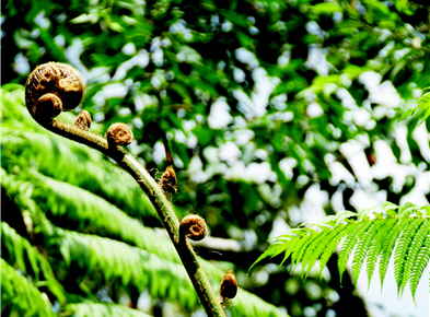 Ferns grow in the wetland by the trail. (by Ta-chung Lu)