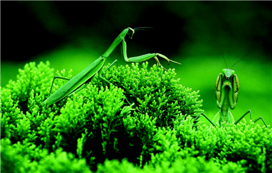 The insect world of Taiwan provides infinite fun in ecology experience. (by Yu-li Lin, provided by YMSNP)