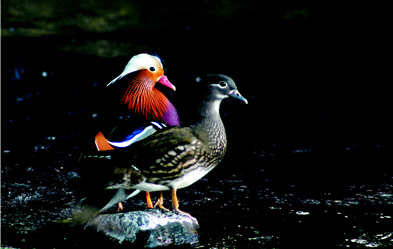 Aix galericulata (by Yanli Jhang, provided by SPNP)