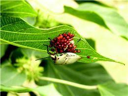 The Cantao ocellatus protects its nits. (provided by Albe Farm)