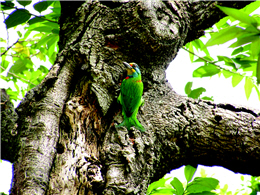 Megalaima oorti (provided by Albe Farm)