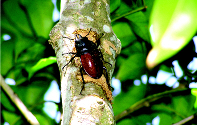 Neolucanus swinhoei (provided by Albe Farm)