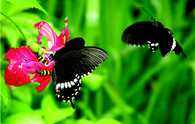 Papilio polytes pa sikrates (provided by Albe Farm)