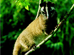 For encouraging conservation, rewards will be provided upon visitors finding wildlife trace under tour guide’s guiding. Here is Paguma larvata taivana. (by Ming-chung Chen, provided by TNP)