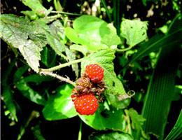 Rubus formose ns is Ktze (by Cora Hsu)