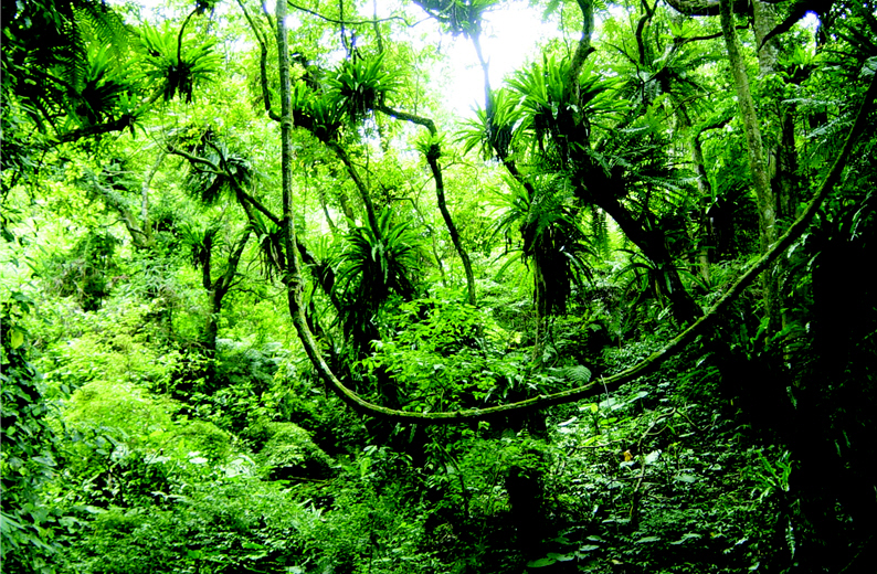 The primitive rainforest in the Iskiana Ecotourism Site.(by Jin-ying Liao)