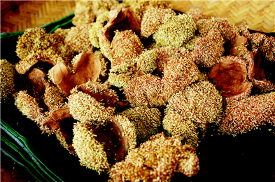 Ficus pumila is one of the major economic agricultural products of Tapangu.(by Ching-lian Pang)