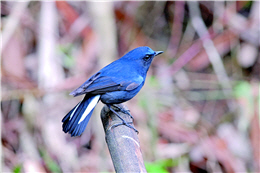 Cinclidium leucurum（by Jin-ying Liao）