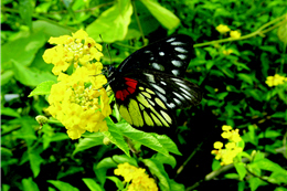 Delias hyparete（by Jin-ying Liao）