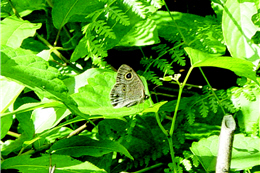 Ypthima angustipennis（by Jin-ying Liao）