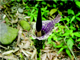 Amorphophallus henryi N.E. Br(by Jin-ying Liao)