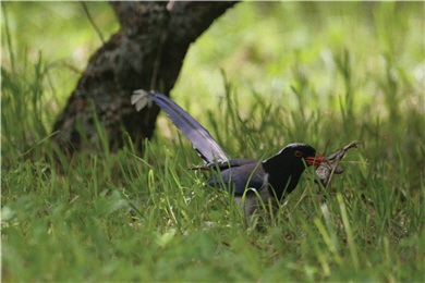 Urocissa erythrohyncha an omnivorous bird feeding a variety of food sources.