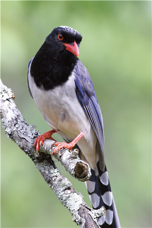 Urocissa erythohyncha is referred by Taiwanese to as the blue magpie from China and has a darker feather color.