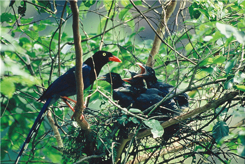 A nursing scene of Urocissa caerulea: complicated and enriched social behaviors make Urocissa caerulea Gould a friendly bird of people.