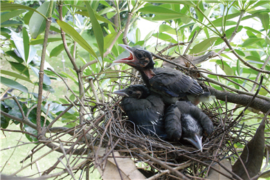 Hybirds of Urocissa caerulea and Urocissa erythrohyncha: adult(right) and babies(left).