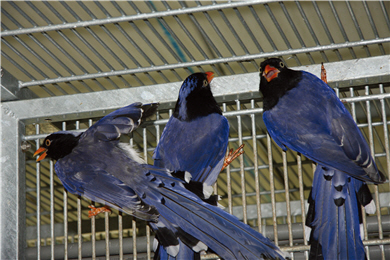 Hybirds of Urocissa caerulea and Urocissa erythrohyncha: adult(right) and babies(left).