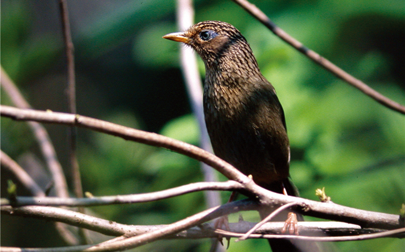 The hybirdization between Garrulax taewanus announced to be a protected species, and Garrulax canorus is far worse than experienced by Urocissa caerulea.