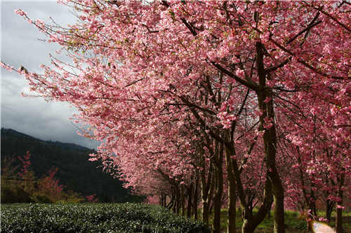 Flowers in Shei-Pa National Park blossom during the springtime. It is a must-visit destination for many tourists