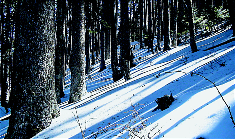 Going through the complex Black Forest, one shall not leave the crew and act alone to avoid getting lost.