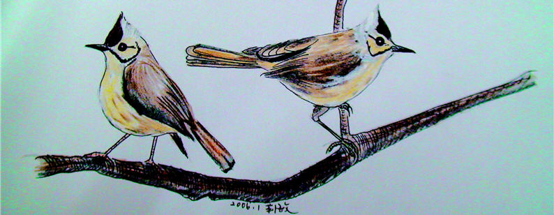 Li-min is despite the lack of formal education in arts, but she draws birds as vivid as life. Lift ro right: Picus canus , Pitta brachyuran and Yuhina brunneiceps