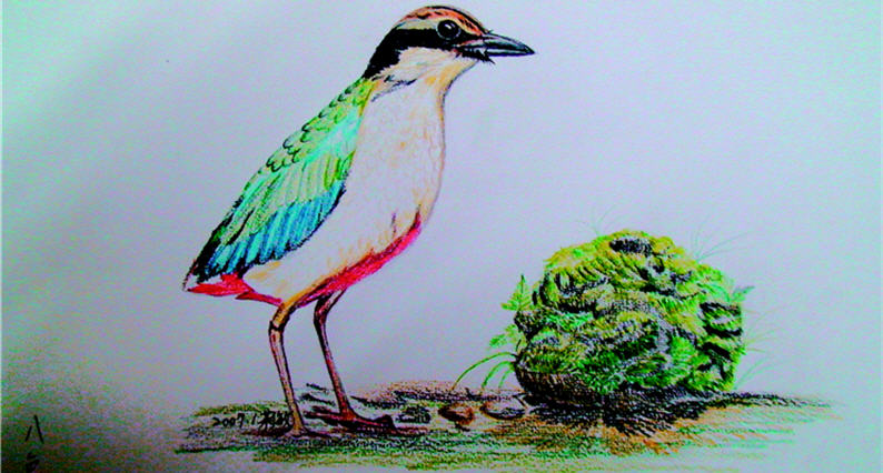 Li-min is despite the lack of formal education in arts, but she draws birds as vivid as life. Lift ro right: Picus canus , Pitta brachyuran and Yuhina brunneiceps
