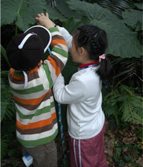During environmental education, children were asked to find out the largest alocasia macrorrhiza , the plant with the largest leaf, on the hiking trail and measure the size of the leaf.