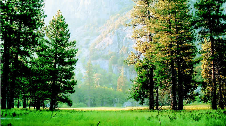 Zumwalt Meadow is one of the most beautiful spots in Kings Canyon. With its lush meadow and towering trees around it, it is like a wonderland. A 1.5-mile trail is built around the meadow.