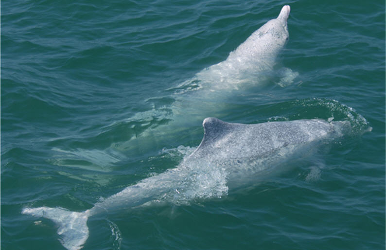 People have joined hands in conservation and succeeded.